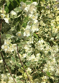 Philadelphus coronarius 'Variegatus'